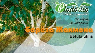 Берёза Жакмона I Betula utilis [upl. by Esilahs]