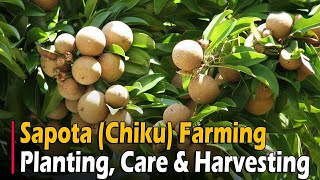 Sapota Chiku Farming  How To Grow Sapodilla from Seed  Sapota Cultivation in India [upl. by Kcireddor323]