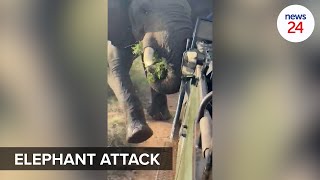 WATCH  Elephant rams into safari vehicle as students scramble to safety [upl. by Harriette771]