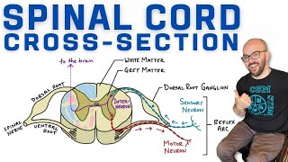 Spinal Cord CrossSection  Anatomy Reflex Arc and AscendingDescending Tracts [upl. by Mathis]