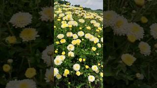 Shevanti Flower Harvesting trending viralvideo flowers youtubeshorts harvesting short [upl. by Alyad]