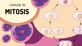 Mitosis [upl. by Favin]