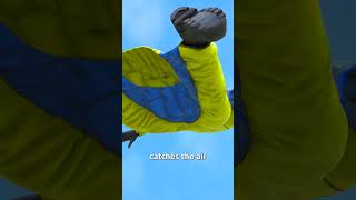 How Wingsuit Flying Works 😱 [upl. by Xed]