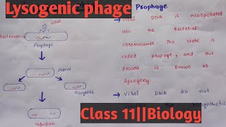 Life cycle of BacteriophageLytic phageLysogenic phageClass 11Chapter 5Easy discussion [upl. by Mcneil330]