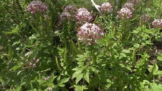 Growing Cleome serrulata gynandra viscosa lutea hirta and Clammy Weed in one garden setting [upl. by Eurd]