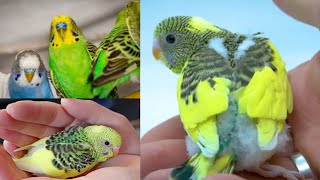 talking parrot  speaking parrot  apollo the parrot  budgies bird [upl. by Adlai]