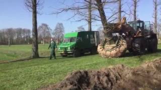 Rooien van een Taxodium distichum 140160cm [upl. by Rosenblatt]