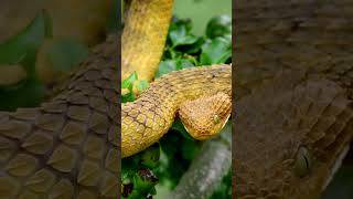 Bush Viper Snake Striking out snake dangeroussnake natgeowildlife wildlife poisonoussnake [upl. by Tracee777]