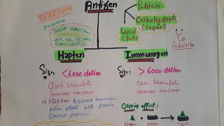 Immunology lec10 Antigen Hapten and Immunogen [upl. by Liebman591]