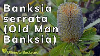 Banksia serrata Old Man Banksia Australian Native Plant [upl. by Ailaroc965]