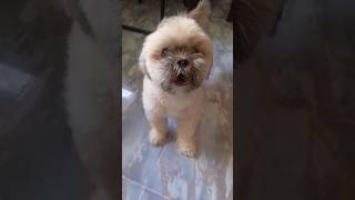 Cute shitszu baby barking dog ❤️😘 shorts youtubeshorts ytshorts dog doglover shitzu [upl. by Sotnas647]