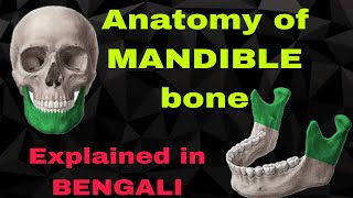 Mandible bone Anatomybengali for first proff mbbs [upl. by Nosinned]