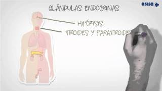 Qué es la endocrinología y nutrición [upl. by Oralee]