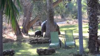 Hippos visiting the Makutsi pool [upl. by Llednil]