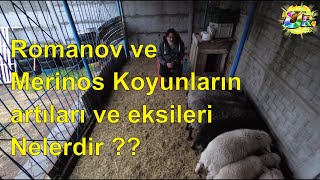 RomanovMerinos Koyunların artılarıve eksilerinelerdir [upl. by Christin]