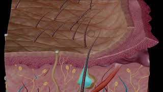 Estructura y función de la piel [upl. by Ayadahs]