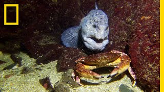 Meet the Intimidating Eel That Mates For Life  National Geographic [upl. by Ihculo784]