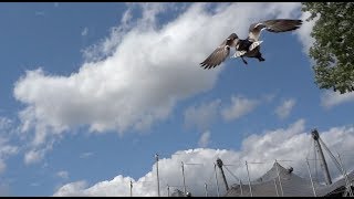 Flying Triathlon Duck  Olympiapark Munich [upl. by Athallia]