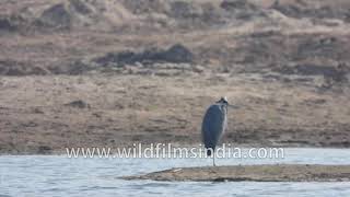 River Tern Brahminy duck and Grey Heron in Chambal [upl. by Scottie]