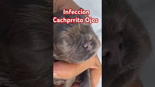 Ojos Inflamados InfeccionOjos CachorrosEnfermos [upl. by Irat]