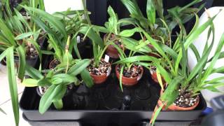 Holland Hydroponics EbbFlow 60 kit [upl. by Mond]