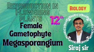 The PistilMegasporangium and Embryo Sac Class 12MegasporogenesisSexual reproduction in plants [upl. by Roxie61]