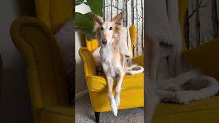 the civilized worm part 1 silkenwindhound dog voiceover dogsofyoutube petshorts cutedog worm [upl. by Mini792]