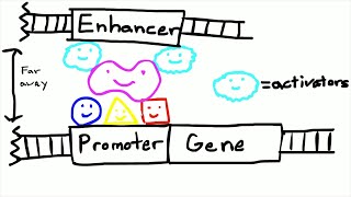 Promoters and Enhancers [upl. by Gino]