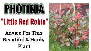 Photinia quotRed Robinquot  Advice For This Beautiful and Stunning Hardy Plant [upl. by Anauj]