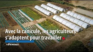 Avec la canicule les agriculteurs s’adaptent pour travailler [upl. by Aramahs]