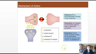 Enkephalin Endorphin and Substance P [upl. by Zedekiah]