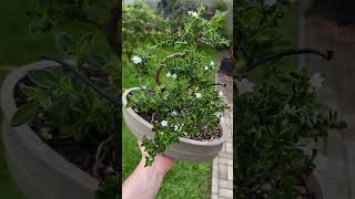 Pré Bonsai de Serissa Foetida Variegata  Caldas Bonsai caldasbonsai bonsai bonsaitree serissa [upl. by Ahterod]