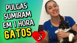 COMO ACABAR COM AS PULGAS DO GATO EM 1 HORA→ O MELHOR REMÉDIO [upl. by Greysun726]