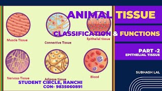 ANIMAL TISSUE [upl. by Melamed527]