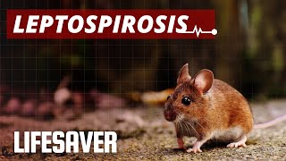 LEPTOSPIROSIS Signs Symptoms Prevention and Treatment [upl. by Mei]