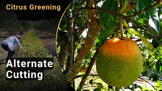 22 Citrus Greening – Preventive Measure Alternate Cutting [upl. by Nomrah]