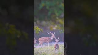 Spotted deer jangal Alert deer spotted deer [upl. by Crandale274]