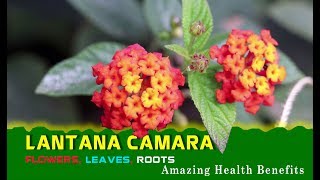 LANTANA CAMARA The Herb’s Flowers Leaves and Roots Are All Used To Make Herbal Remedies [upl. by Kenzi]