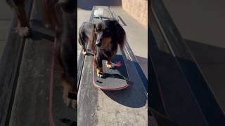 Skateboard setup with rowdydachshund 🪛🛹🐾 [upl. by Atwekk502]