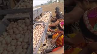 Jab tak rahega samose m aalu agricultureengineering agriculturejobs collegestudents [upl. by Lutim]