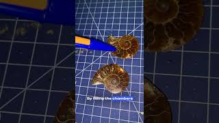 How do Ammonites Float [upl. by Fanestil]