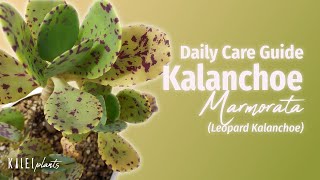 Kalanchoe marmorata Leopard  Basic Care Guide Problems amp Propagation [upl. by Alecia681]