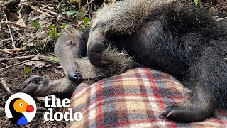 Baby Anteater Would Much Rather Nap Than Forage For Ants  The Dodo [upl. by Wiersma164]