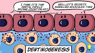 Dentinogenesis  HackDentistry [upl. by Nereen]