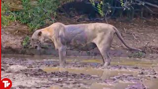 Look What Happened to This Lion after Getting Bitten by a Black Mamba [upl. by Zul]