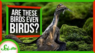 These Extinct Birds Really Stretch the Definition of “Bird” [upl. by Nimzaj]