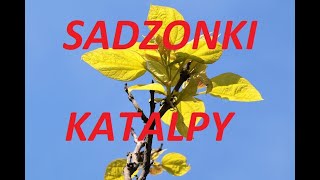 Jak zrobić sadzonki Katalpy Catalpy Surmii drzewa które odstrasza komary [upl. by Narcissus]