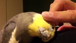 Cockatiel wants me to pet him gets mad when I do [upl. by Tali]