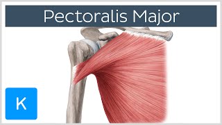 Pectoralis Major Muscle  Functionamp Origins  Human Anatomy  Kenhub [upl. by Sower915]