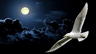 💎NEIL DIAMOND  JONATHAN LIVINGSTON SEAGULL MEDLEY 1977 Live Audio [upl. by Bearce]